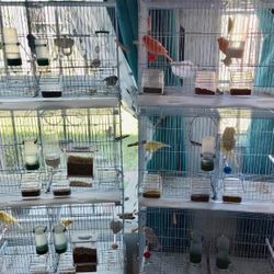 Canary Canaries For Sale 