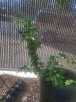 Organic Navel Orange Tree
