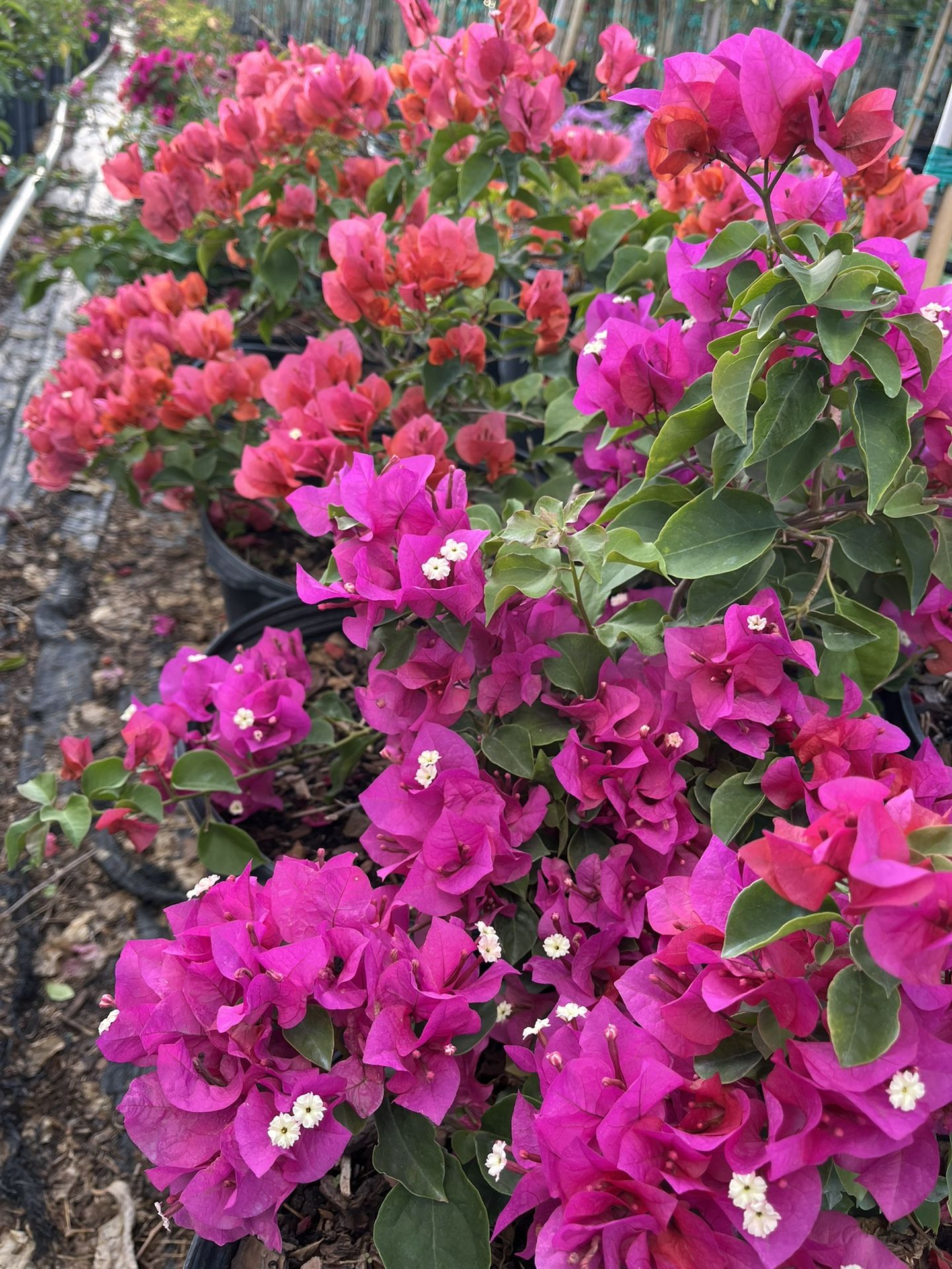 Pink And Red Bougainvillea