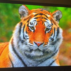 Asus built in speaker monitor