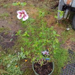 Chateau De Chantilly Rose Of Sharon Althea Hardy Hibuscus