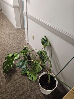 Large monstera - 2 plants