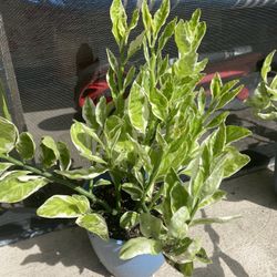Plant