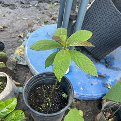 Avocado Tree