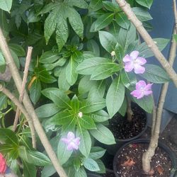 Planta De Velen Grande