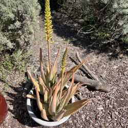 Blooming Aloes In A Pot
