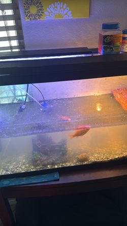 Fish tank