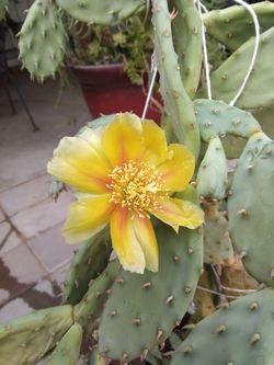 Cactus