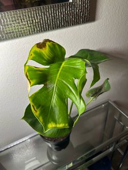 Monstera Deliciosa “Large Form”