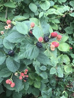 BlackBerry Plants