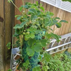 Garden Plant Strawberry In Handing Container 