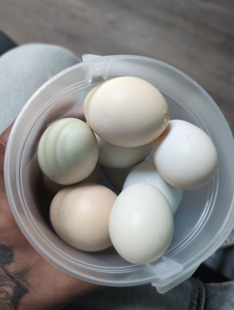 Fresh Organic Eggs