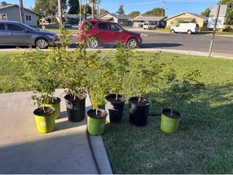 Japanese Maple