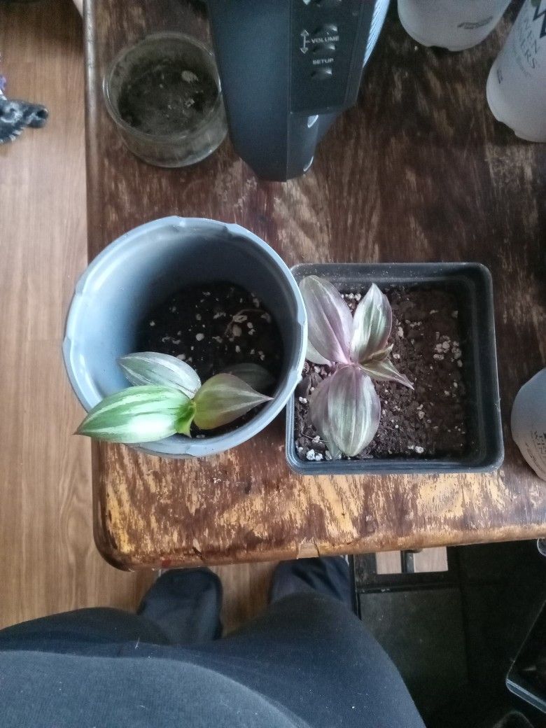 2 Purple Heart Vines