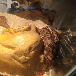 Boa Snake For Sale With Tank 