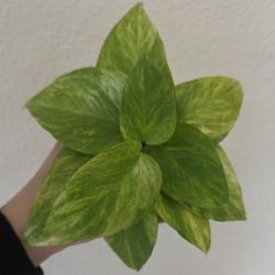 Neon Queen Pothos Plant Cuttings