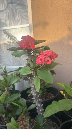 Corona De Cristo Red