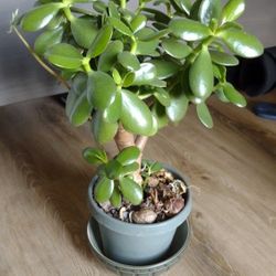 Jade Plant (Yes, It's Available)