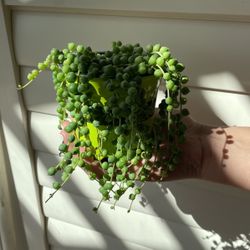 Beautiful Green String Of Pearls Plants