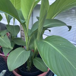 Red Canna Lilies - Bloom in August