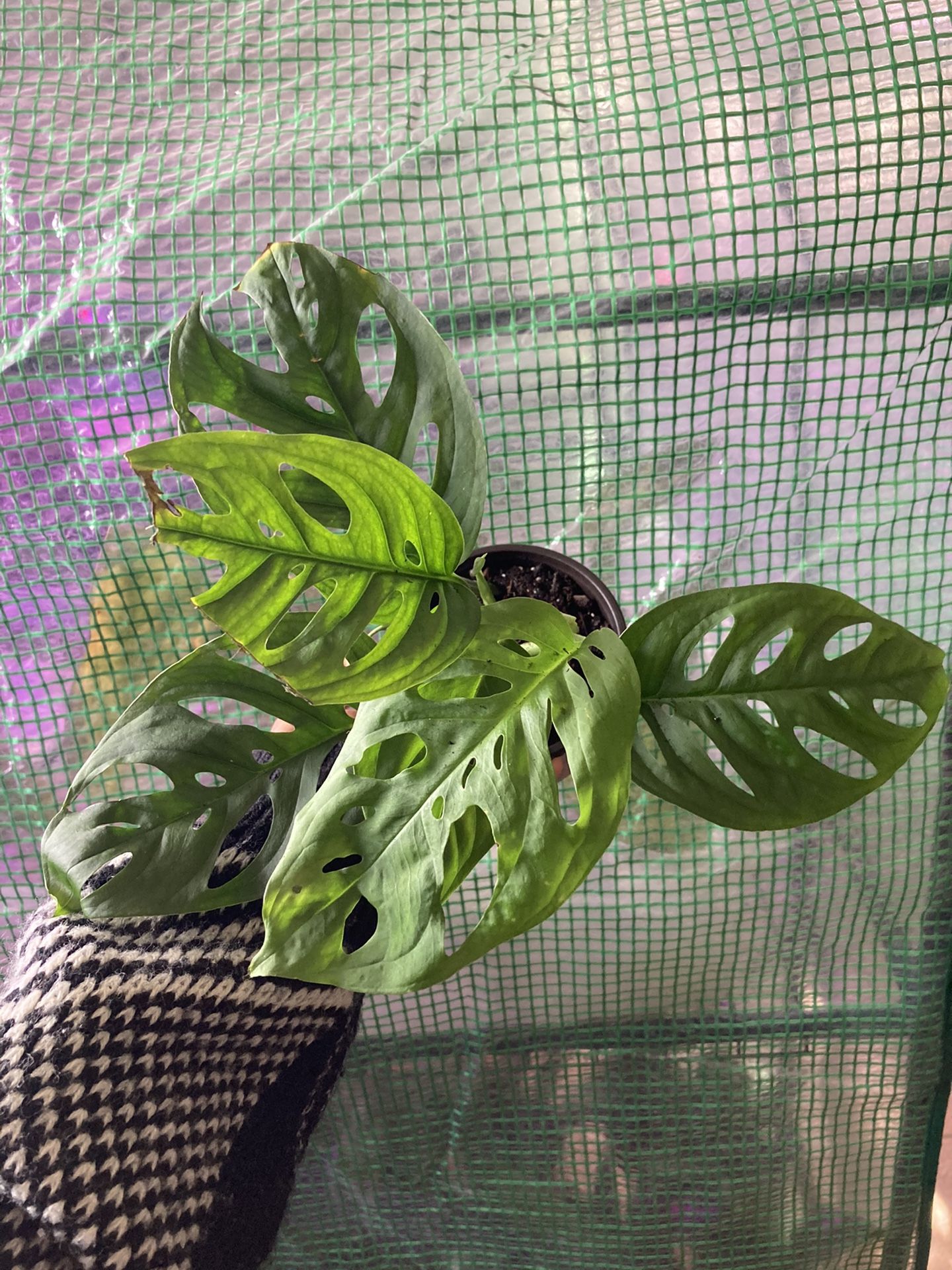 Indoor plants ( monstera Adansonii)