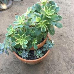 Assorted Plants