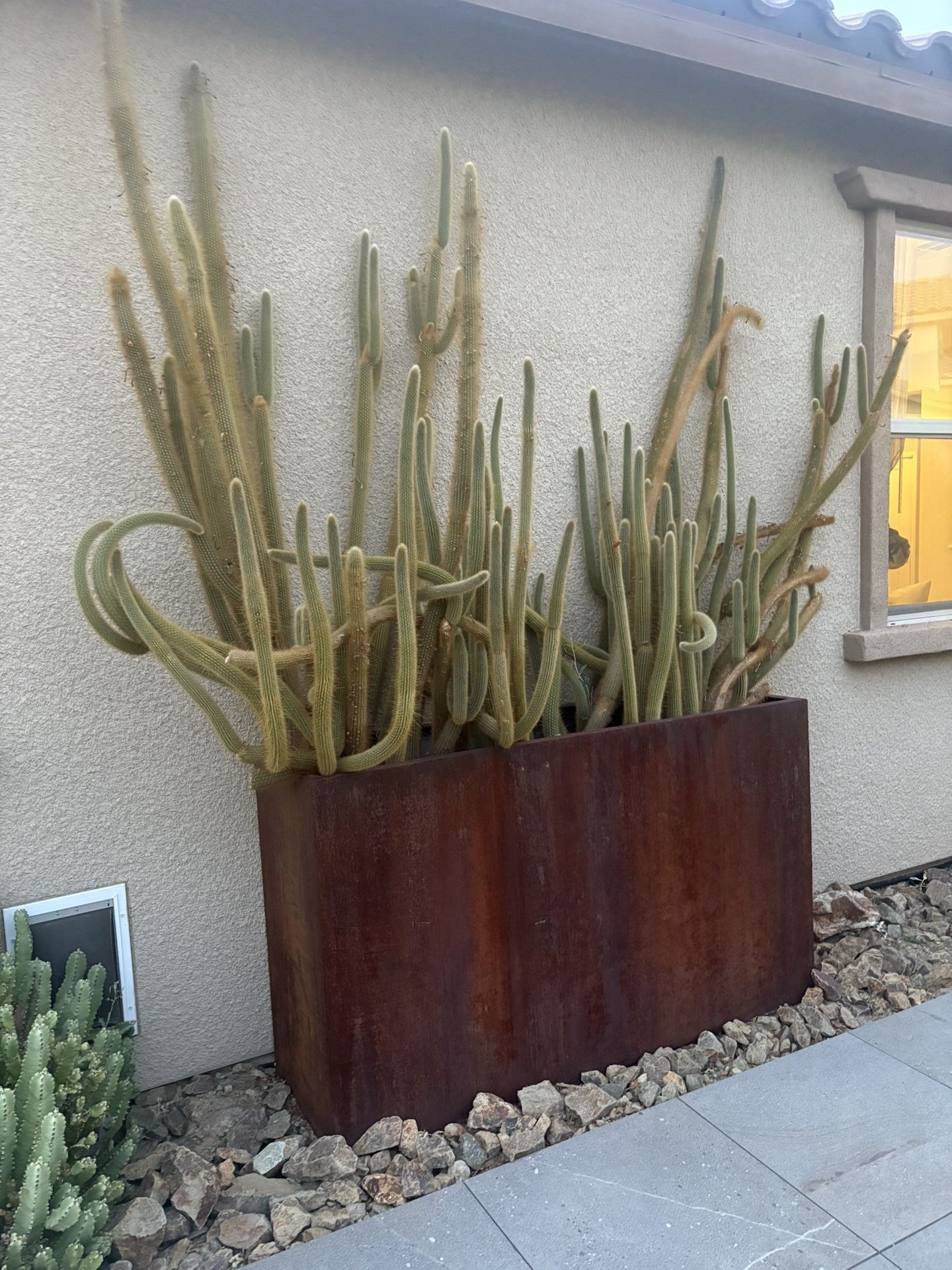 Cactus Plants For Sale #3