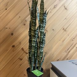 Faux Sansevieria Snake Plant - 11 Available