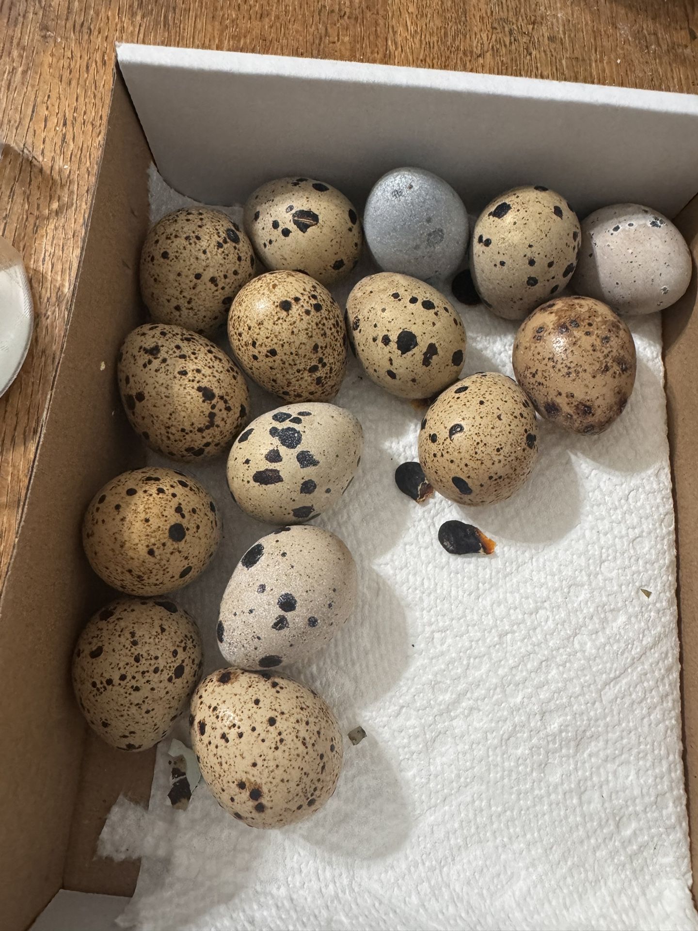Fertilized Coturnix Japanese Quails Egg