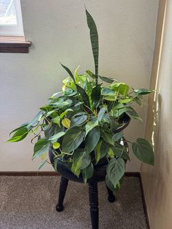 Plant