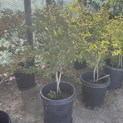 Crape Myrtle 