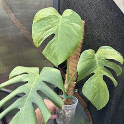 Variegated Monstera Jungle Mint NOID