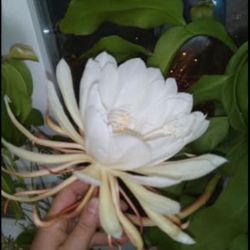 31” Homegrown Epiphyllum Oxypetalum Orchid Cactus - Queen Of The Night  Cactus Plant Houseplant Succulent