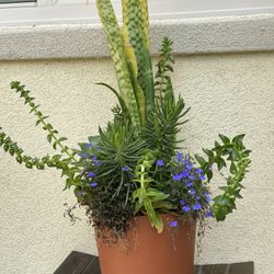 Assorted Succulent Plants 