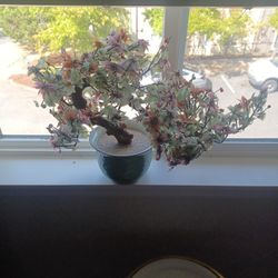 Oriental Jade Tree