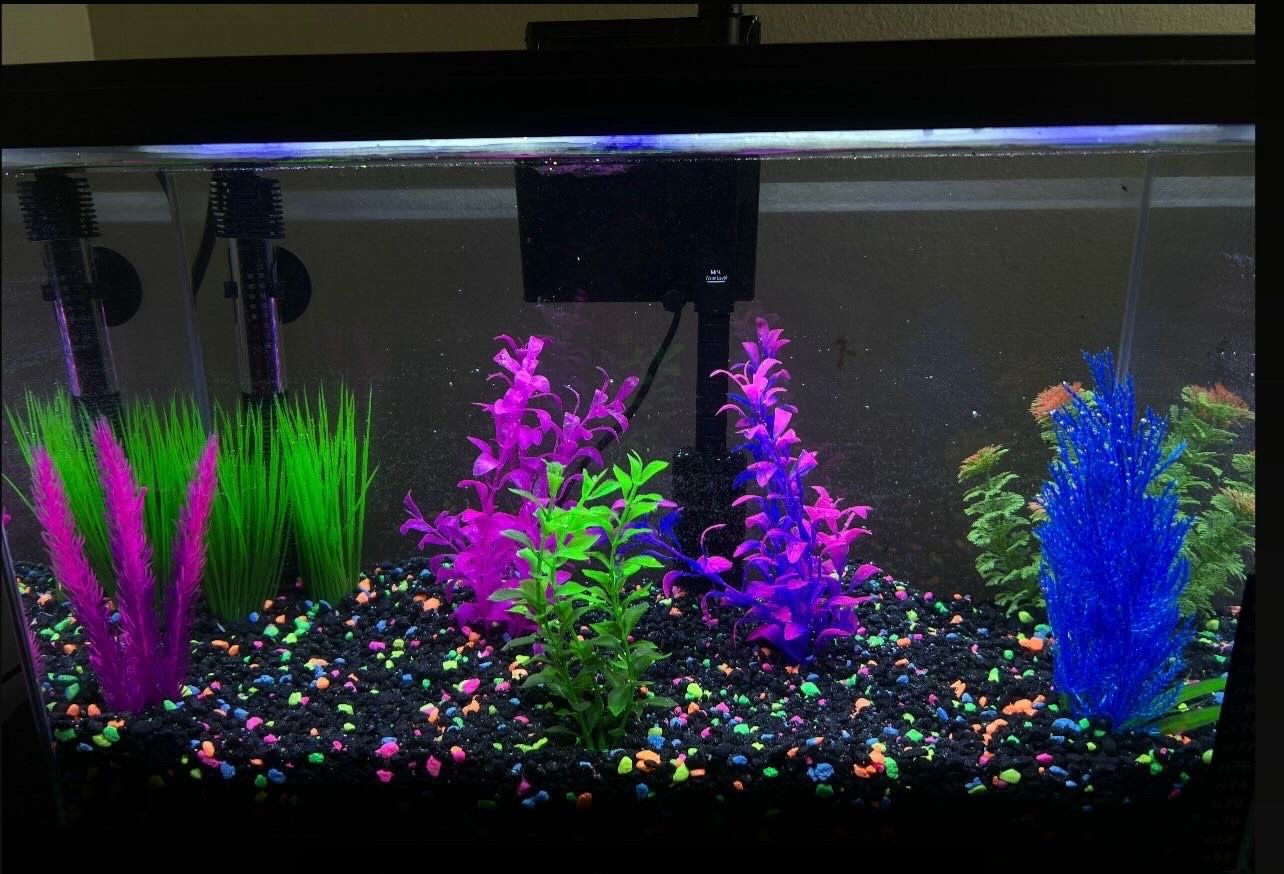 10 gallon aquarium set up