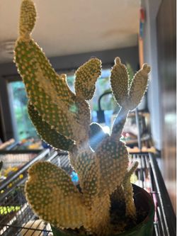 Evil cactus
