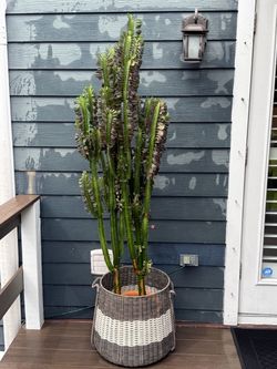 Extra-Large Mature African Milk Tree – 74” Tall – Decorative Basket – $175