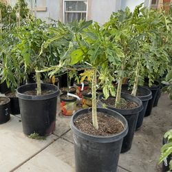 Papaya Trees