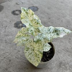 Alocasia Variegated