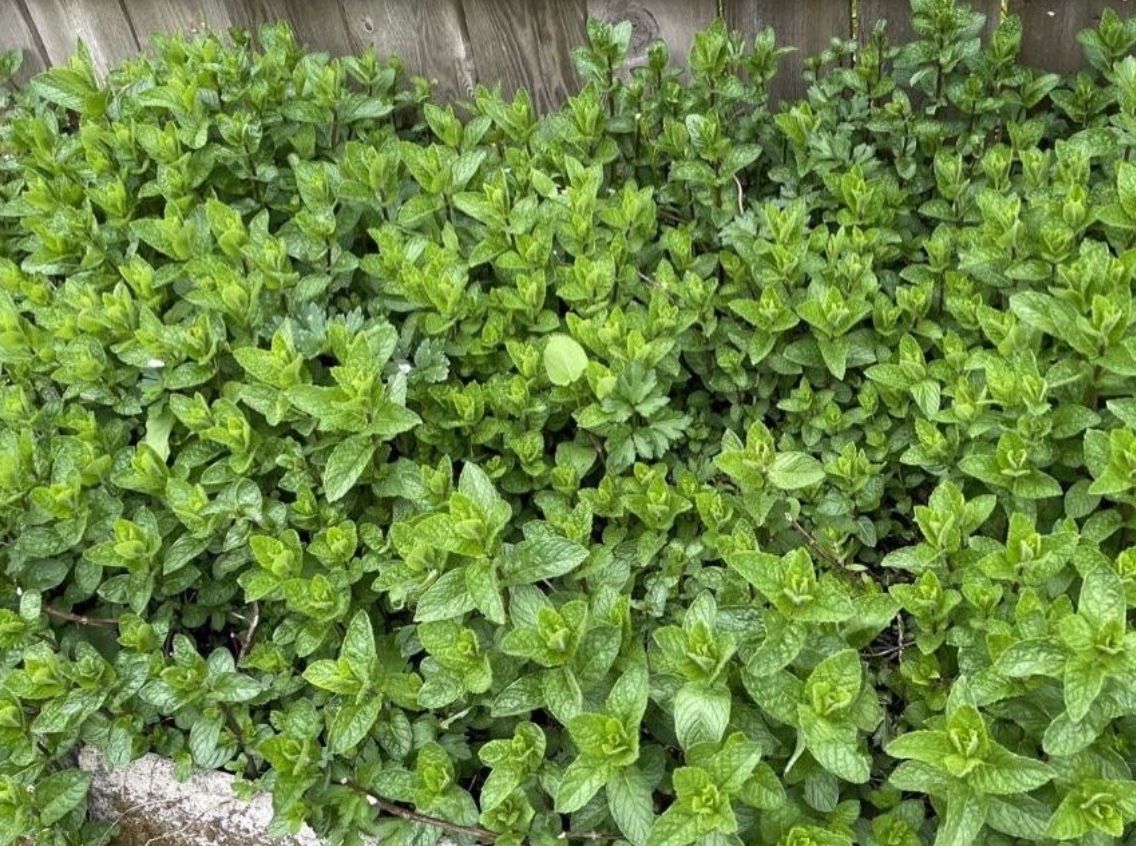 Mints Fresh Cutting Or Rooting $2 For And 20!