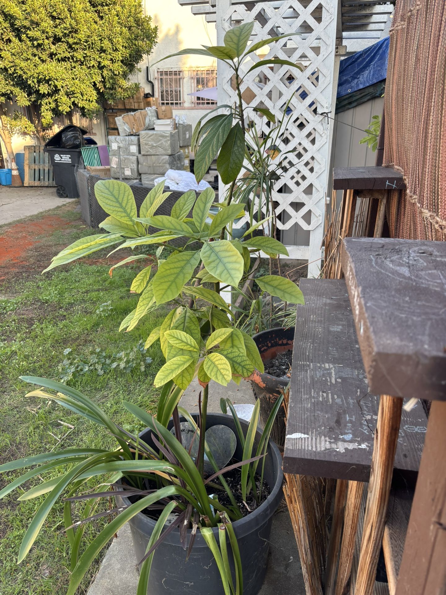Bacon Avocado Plant Very Beautiful.