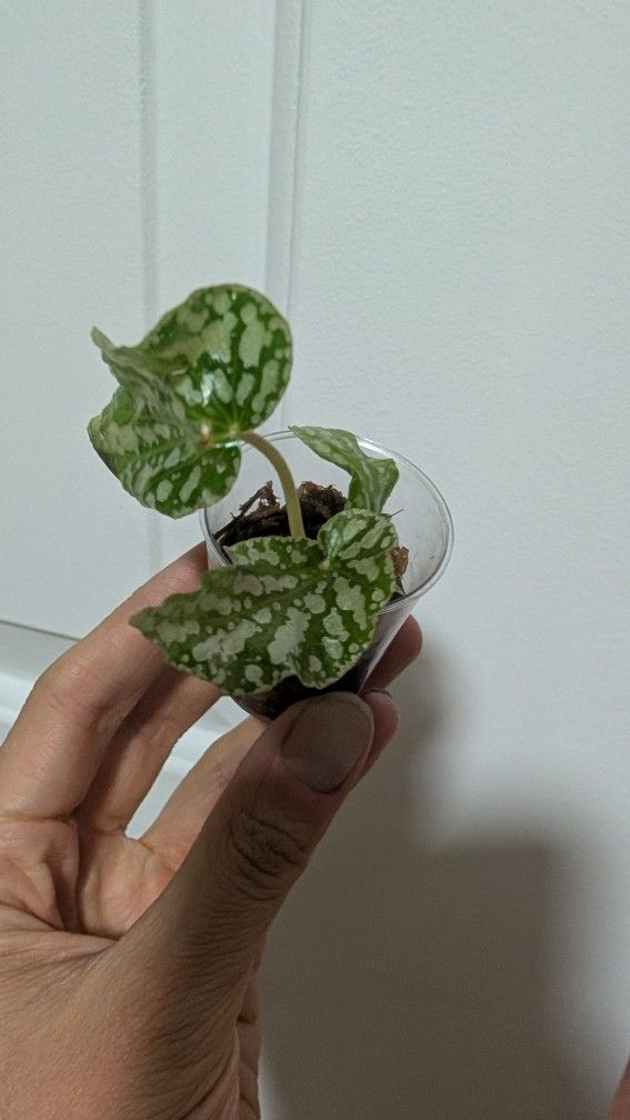 PENDING: Angel Wing Begonia Plant