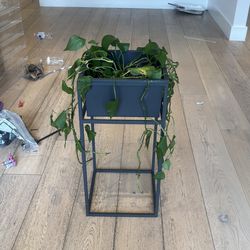 Pothos with stand