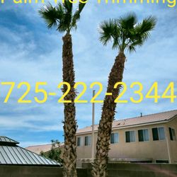 Palm Tree Trimming 