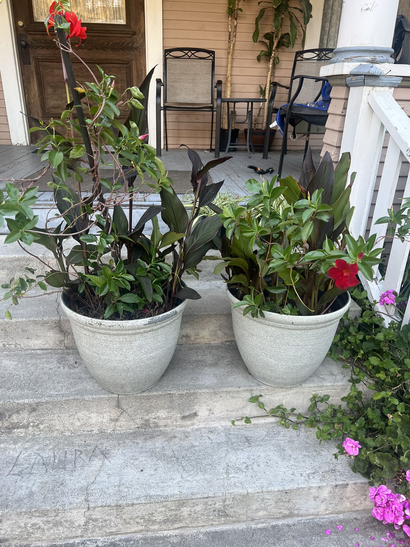 2 Large Outdoor Plants