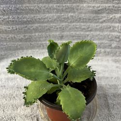 Kalanchoe Plant 4” Pot