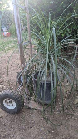 Ponytail palm