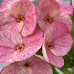 Corona De Cristo $35