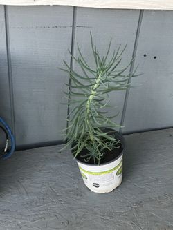 Blue pencil succulent plants